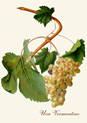 grapes